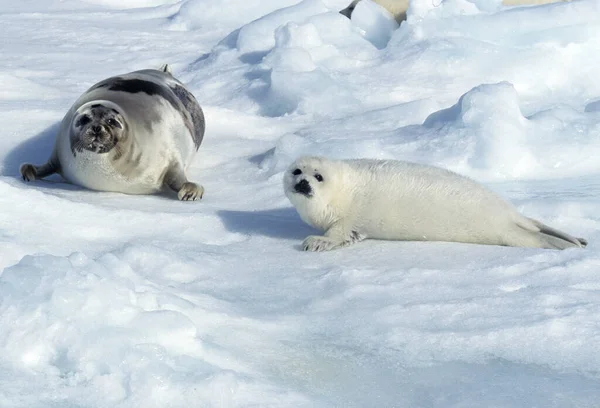 Harp Seal Pagophilus Groenlandicus Mother Pup Laying Ice Floe Magdalena — стокове фото