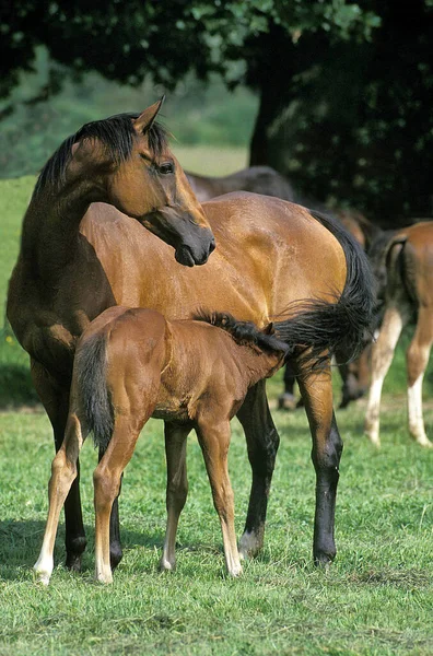 Cheval Anglais Pur Sang Lièvre Avec Poulain Allaitant — Photo