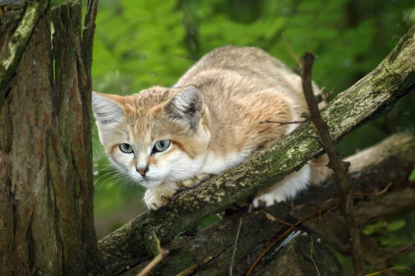 Sand Cat, felis margarita, Female standing on Branch