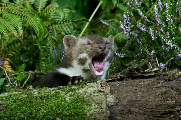 Stone Marten Beech Marten Martes Foina Adult Yawnning Standing Amongst — Stockfoto