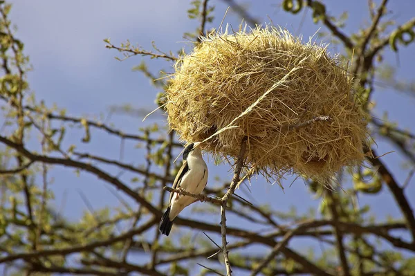 Sociable Weaver Philetairus Socius Acacia Tree Kenya — Stockfoto