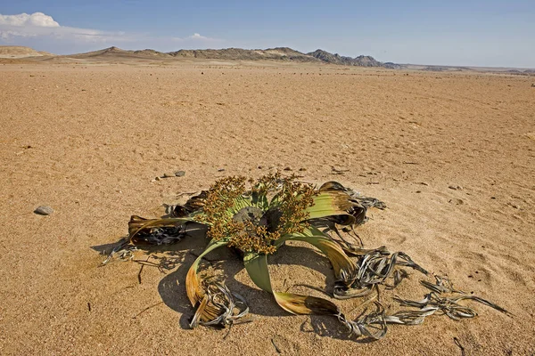 Welwitschia Welwitschia Mirabilis Fossile Vivant Désert Namibien Namibie — Photo