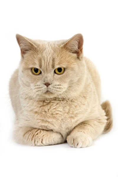 Cream British Shorthair Domestic Cat Female Meletakkan Melawan White Background — Stok Foto