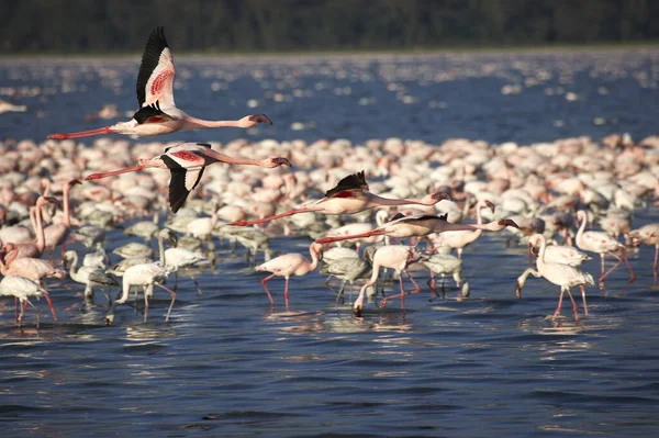 Lesser Flamingo Phoenicopterus Minor Group Flight Nakuru Lake Kenya — Stock Photo, Image
