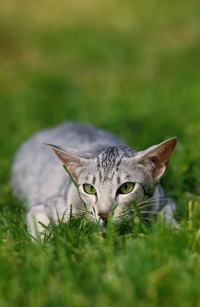 东方家猫 成虫躺在草上 — 图库照片