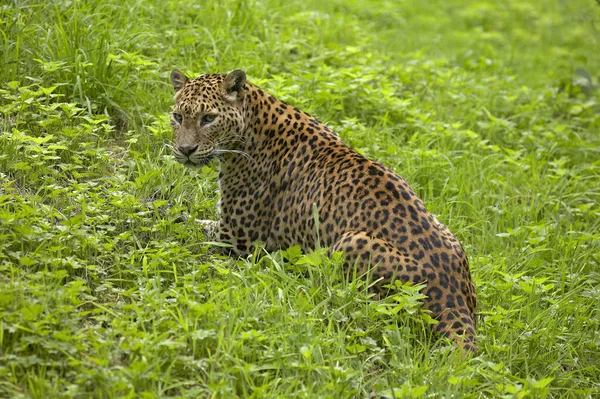 Sri Lankaanse Luipaard Panthera Pardus Kotiya Volwassen Zittend Gras — Stockfoto