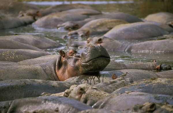 Flodhäst Flodhäst Stor Grupp Vid Virungaparken Kongo — Stockfoto