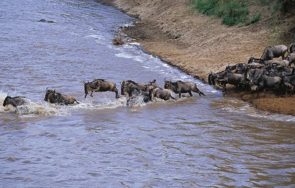 Blauwe Gnoes Connochaetes Taurinus Herd Die Mara Oversteekt Tijdens Migratie — Stockfoto