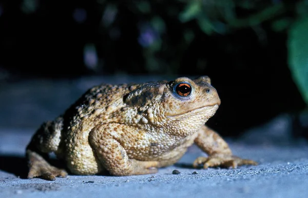 Common Toad Bufo Bufo Adult Crossing Road — Stockfoto