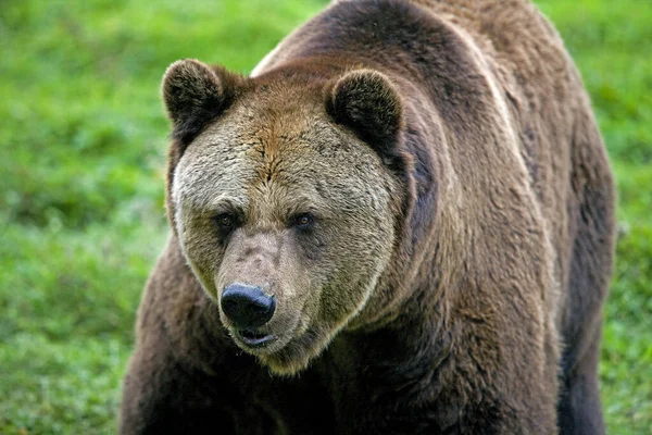 Brązowy Niedźwiedź Ursus Arctos Dorosły — Zdjęcie stockowe