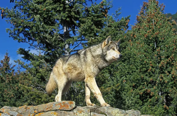 北米灰色の狼 カニスLupus Ocidentalis 大人の岩の上に立って カナダ — ストック写真