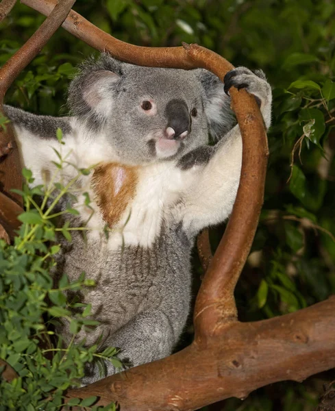 Koala Phascolarctos Cinereus Mężczyzna Siedzący Gałęzi — Zdjęcie stockowe