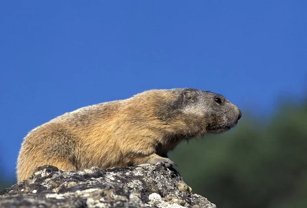 Marmota Alpina Marmota Marmota Adulto Parado Sobre Rocas Alpes Sureste — Foto de Stock