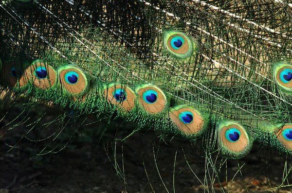 Pfau Pavo Cristatus Männchen Federn Großaufnahme — Stockfoto