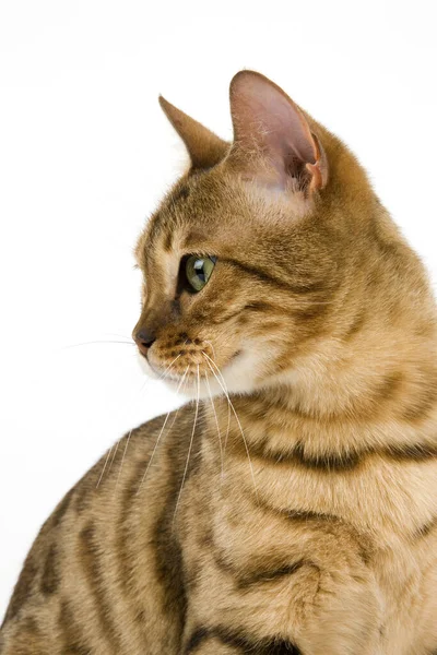 Hnědá Skvrnitá Tabby Bengálská Domácí Kočka Portrét Dospělého Proti Bílému — Stock fotografie