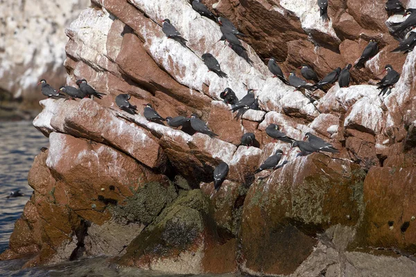 Sterne Inca Larosterna Inca Groupe Debout Sur Les Rochers Îles — Photo