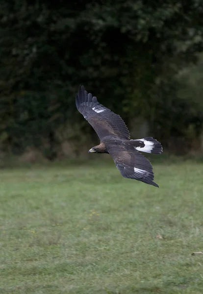 Golden Eagle Aquila Chrysaetos Yetişkin Uçuşu — Stok fotoğraf