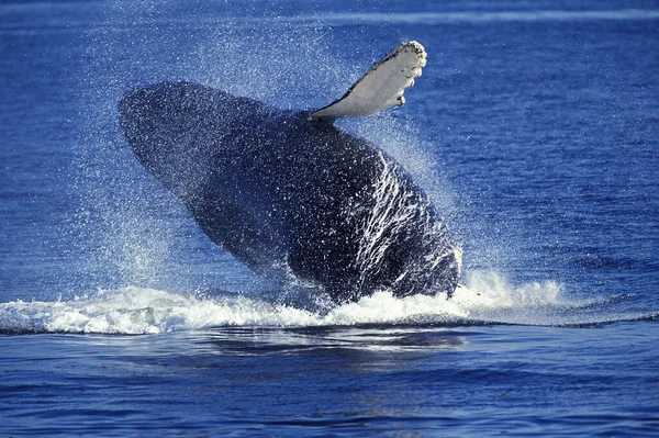 Humpack Whale Megaptera Novaeangliae Adulto Breaching Alaska — Foto de Stock