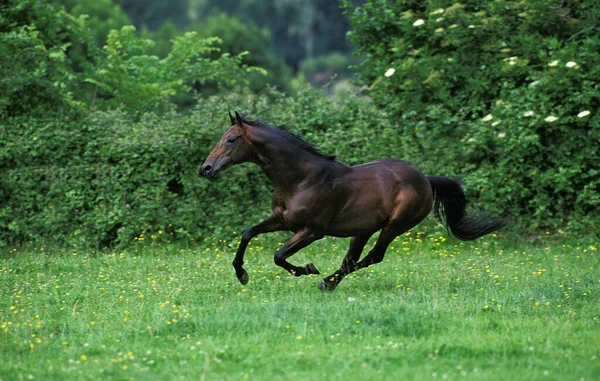 English Thoroughbred Horse Galloping Paddock — 图库照片