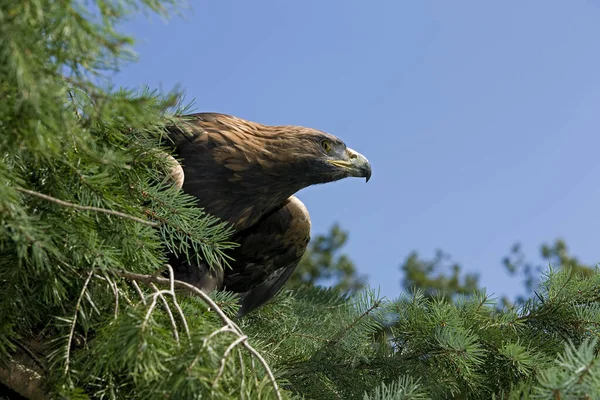 Golden Eagle Aquila Chrysaetos Adult Standing Tree — Stock Photo, Image