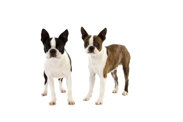 Boston Terrier Dog Naturlig Bakgrund — Stockfoto