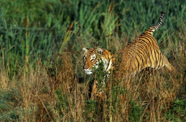 Bengaalse Tijger Panthera Tigris Tigris Volwassen Lang Gras — Stockfoto