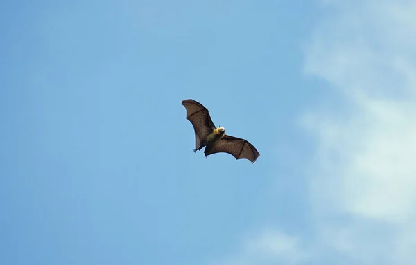 Flying Fox, pteropus sp., Adult in Flight