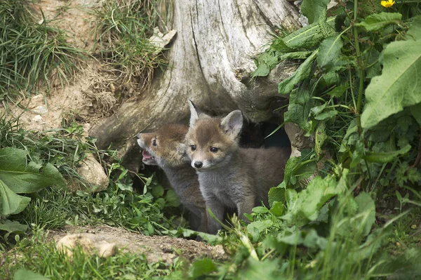 Red Fox Vulpes Vulpes Filhote Cachorro Entrada Den Normandia — Fotografia de Stock