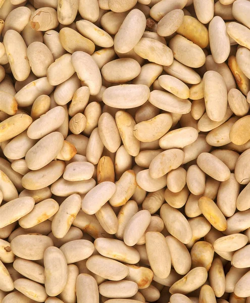 White Beans Phaseolus Vulgaris — стокове фото