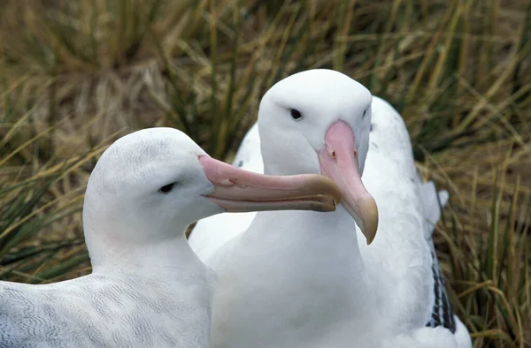 Southern Royal Albatross Diomedea Melanophris Pair Courting Antarctica — Stock Photo, Image