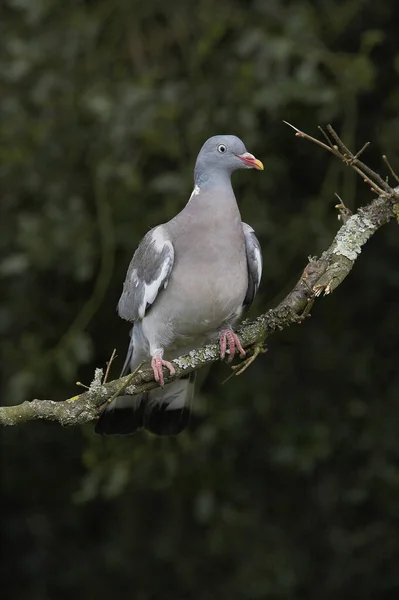 Gołąb Drzewny Columba Palumbus Dorosły Stojący Gałęzi Normandia — Zdjęcie stockowe