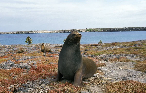 Galápagos Sea Lion Zalophus Californianus Wollebacki Feminino Ilhas Galápagos — Fotografia de Stock
