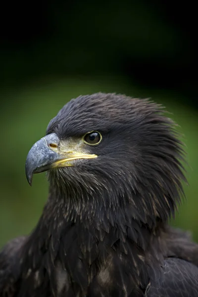 Bald Eagle Haliaeetus Leucocephalus Portrait Immature — Stock Photo, Image