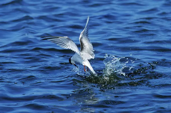 Common Tern Sterna Hirundo Adult Flight Bird Winter Plumage Pesca — Foto de Stock