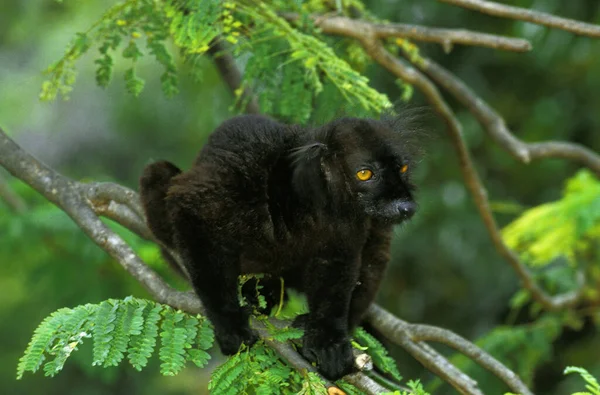 Black Lemur Eulemur Macaco Male Standing Branch — Stok fotoğraf