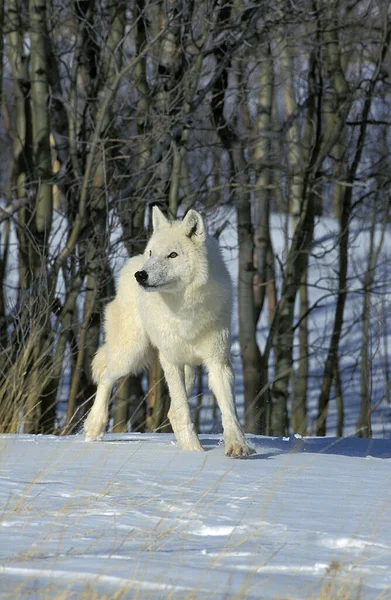 Arctic Wolf Canis Lupus Tundrarum Adult Standing Snow Aljaška — Stock fotografie