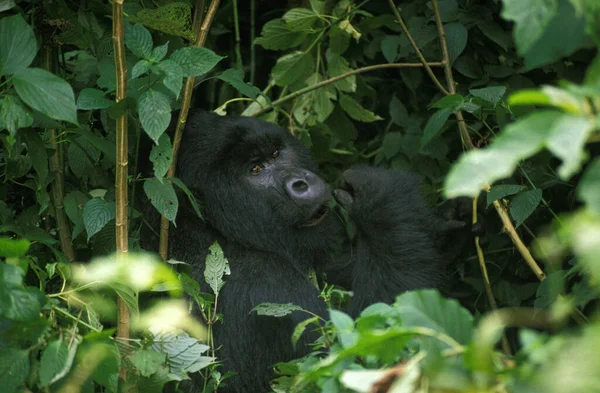Gorilas Montaña Gorilas Gorilas Beringei Plata Espalda Hombre Camuflado Bosque — Foto de Stock
