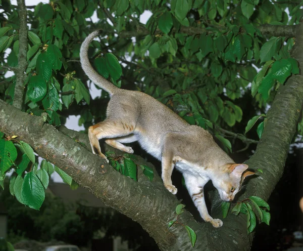 Singapura Domestic Cat Standing Tree — Stock Photo, Image