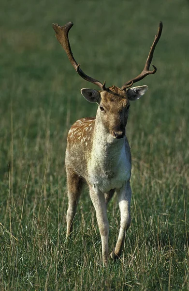 Fallow Deer Dama Dama Masculino — Fotografia de Stock