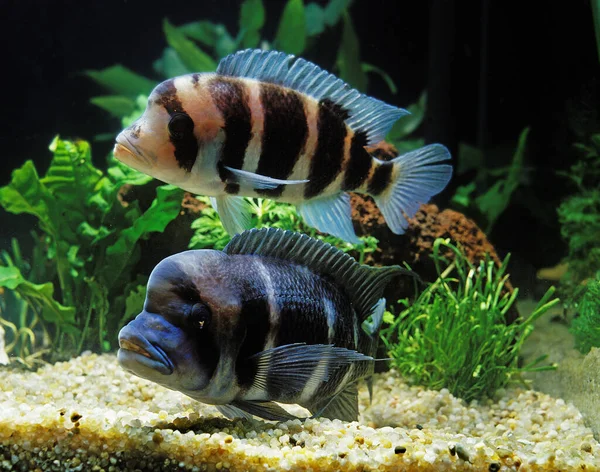 Frontosa Cichlid Cyphotilapia Frontosa — Stok fotoğraf