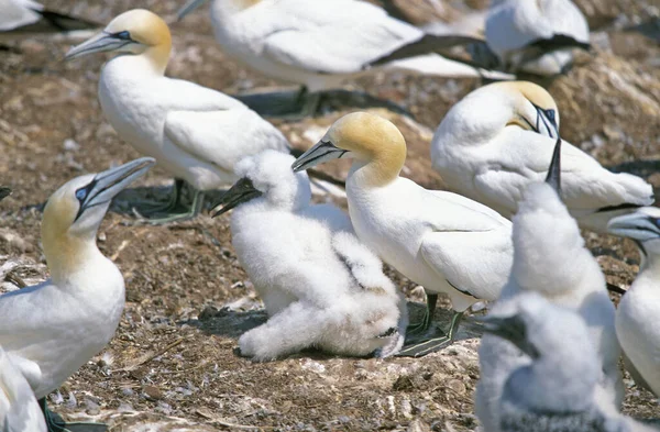 Northern Gannet Sula Bassana Nesting Colony Ilha Bonaventure Quebec Canadá — Fotografia de Stock