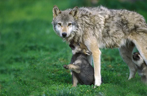 ヨーロッパの狼 カニス ループス パップは母親と遊ぶ — ストック写真