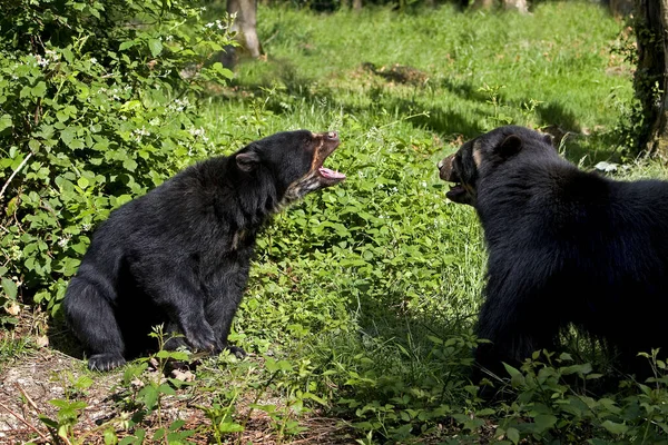 Brillenbär Tremarctos Ornatus Erwachsene Kämpfen — Stockfoto