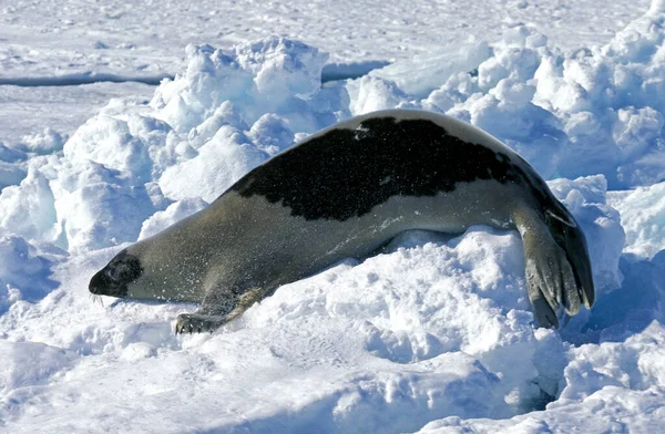 Foca Arpa Pagophilus Groenlandicus Adulto Pie Témpano Hielo Isla Magdalena —  Fotos de Stock