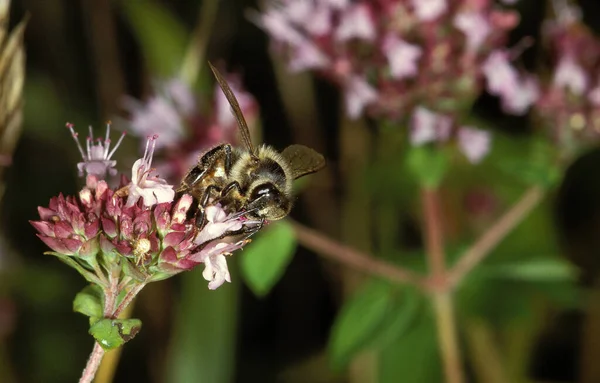 Honey Bee Apis Mellifera Adulte Mangeant Flower — Photo