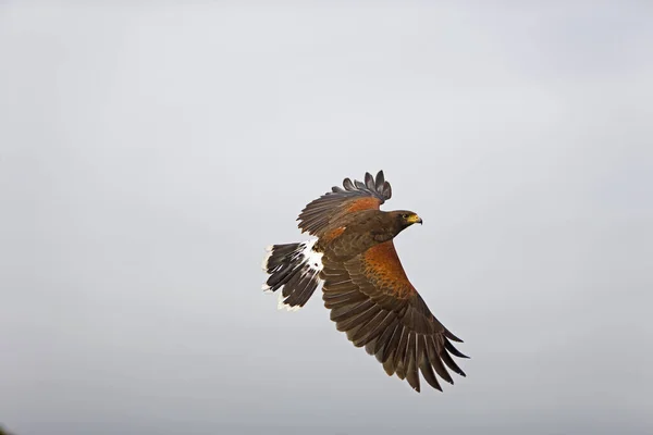 Harris Hawk Parabuteo Unicinctus Adult Flight — стокове фото