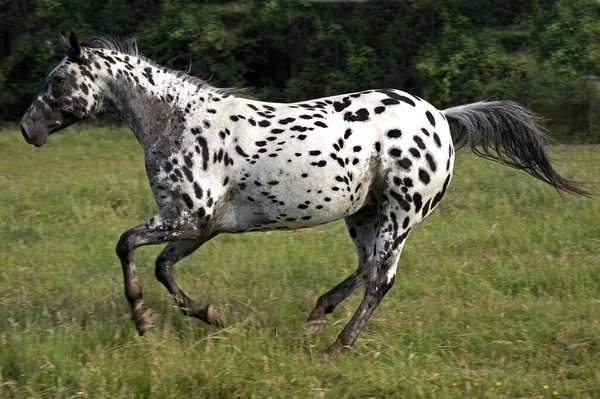 Appaloosa Paard Volwassen Gallopend Door Grasveld — Stockfoto