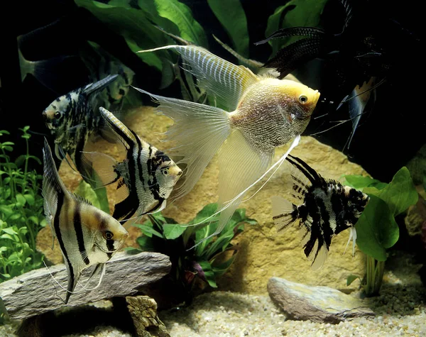 Peixe Anjo Pterophyllum Scalare Peixes Aquário — Fotografia de Stock