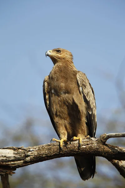 Tawny Eagle Aquila Rapax Voksen Står Branch Masai Mara Park – stockfoto