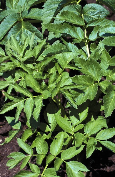 Angelica Angelica Archangelica Natural Background — Stockfoto